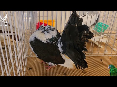 Top 10 Fantail Pigeon — pigeon show 2023