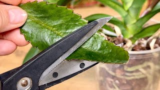 Absolute Treasure for ORCHIDS! Just One Leaf, and Even the Weakest Will Grow Stronger! 🌿🌺