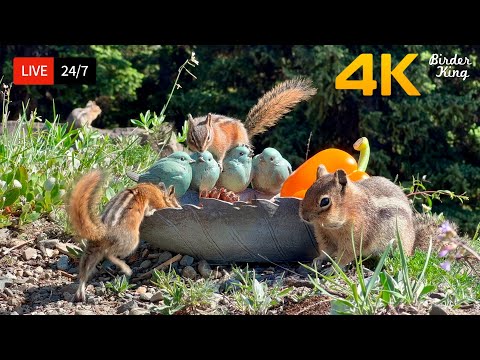 ???? 24/7 LIVE: Cat TV for Cats to Watch ???? Cute Birds, Funny Squirrels 4K