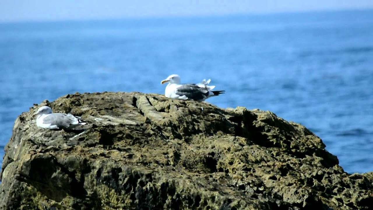 EMDR Therapy for PTSD, Trauma, Anxiety & More