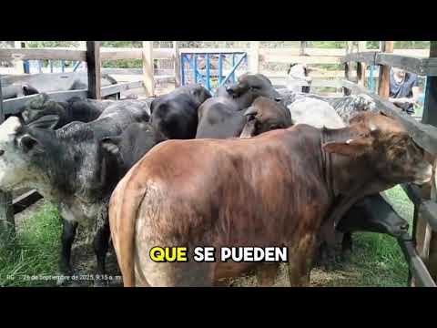 San Francisco Cundinamarca Livestock Fair.