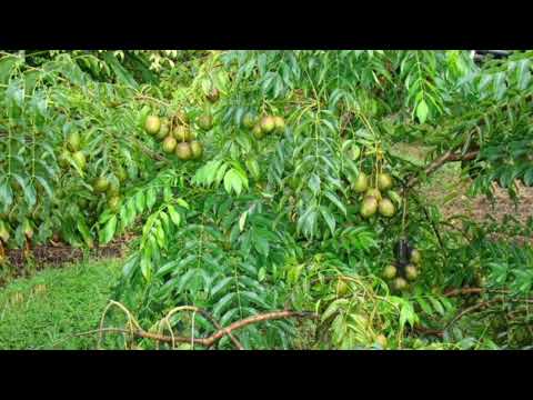 Siw gen emoraji ou byen ou gen règ ki pavle kanpe men fèy kap kanpe l byen rapid