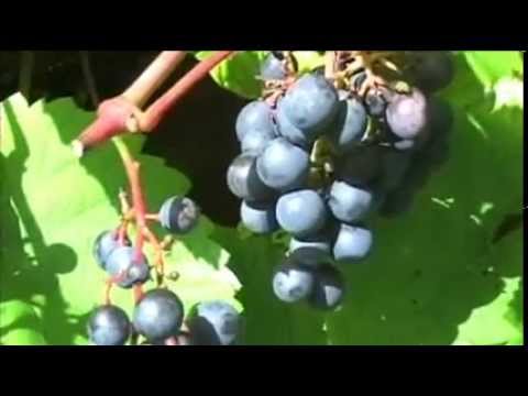 , title : 'Mine blå druer i Ansager'