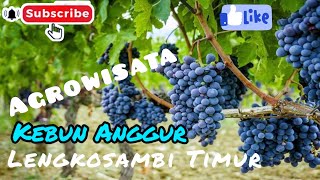 Download lagu AGROWISATA !! KEBUN ANGGUR DI KECAMATAN RIUNG, NGADA FLORES NTT @JelovEd channel. mp3