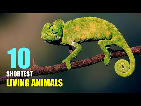 Top 10 Shortest Living Animals in the World - Animal Lifespan | Amazement
