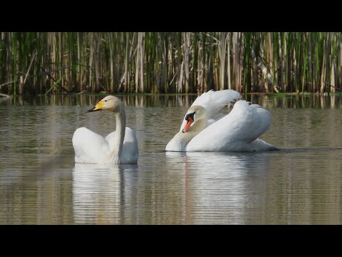 Łabędzie krzykliwe vs nieme / Zaloty łabędzi krzykliwych / Whooper swans vs mute swans