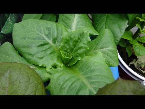 Hydroponic Lettuce - Kratky Method Transplant from Salad Bowl Video