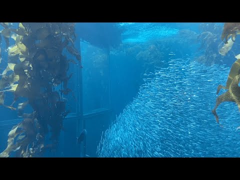 Monterey Bay Aquarium Vlog | 5/7/2022