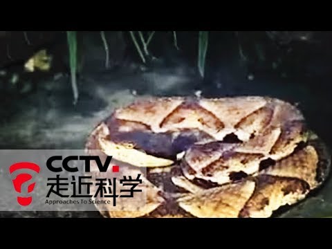 《走近科学》 20141209 寻找巨型五步蛇 | CCTV走近科学官方频道