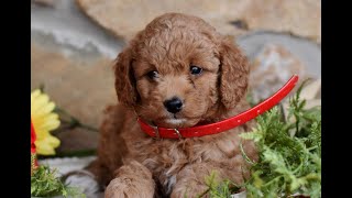 Video preview image #1 Miniature Labradoodle Puppy For Sale in MILL HALL, PA, USA