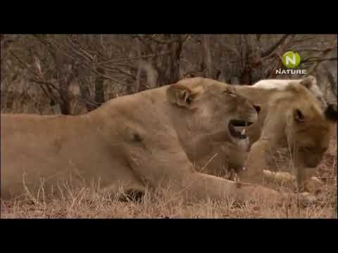 Львы - альбиносы африканских саванн