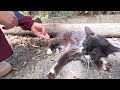 Trying To Rescue Poor Stray Cat Hit By Car