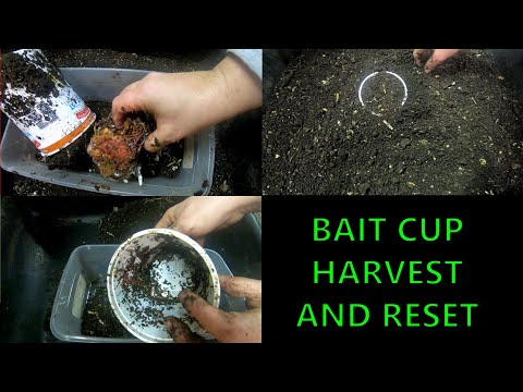 WORM  HARVEST FROM BAIT CUPS