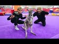 Gymnastics With A Kangaroo