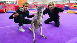 Gymnastics with a kangaroo!