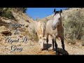 Raiders Band Stallions Bachelors The Great Poop Pile Summit Sept 3 2025