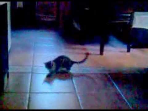 cat zaira, the great hunter