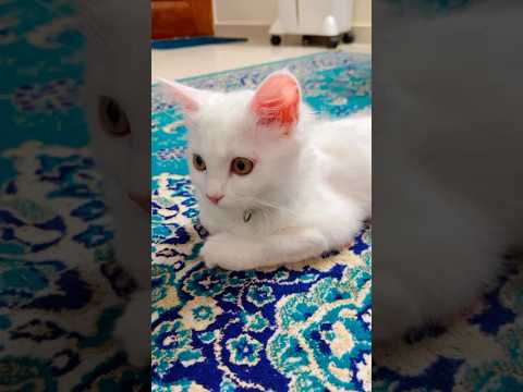 Cats attitude #cute #cat