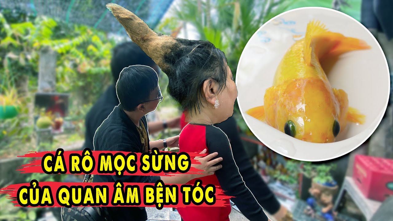 Cá Rô Vàng Mọc Sừng giúp chủ Bện Tóc Hình Mão Quan Âm Bồ Tát