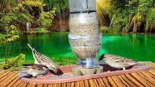 How To Make Bird GRAVITY Feeder at Home | Bird Food Dispenser from Plastic Bottle