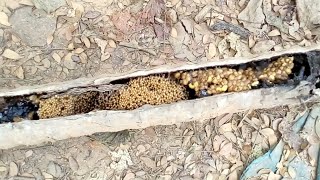 Stingless bee honey catching Discovery.Amazon wild