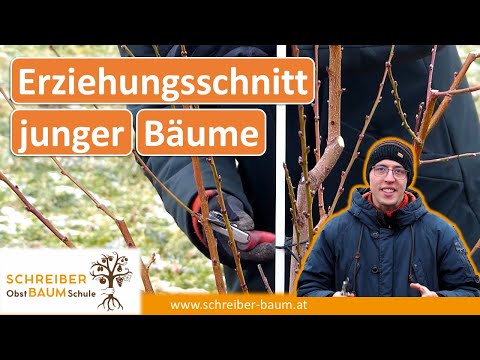 Pfirsichbaum schneiden - Erziehungsschnitt bei jungen Pfirsichbäumen - Steinobst