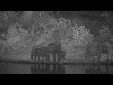 Djuma: Elephants having a night time drink - 19:46 - 05/12/20