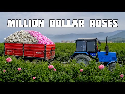 One MILLION Dollars on roses! Production of Essential oil from Rose Petals