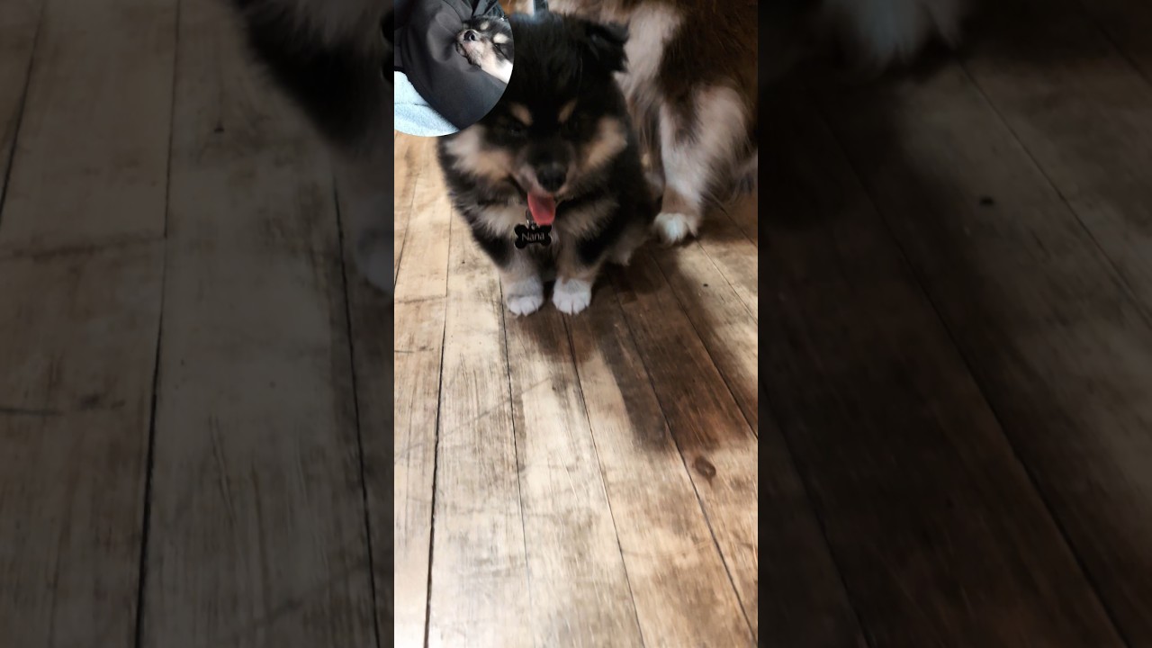 New family member. Also I think I need to change this channel name. #puppy