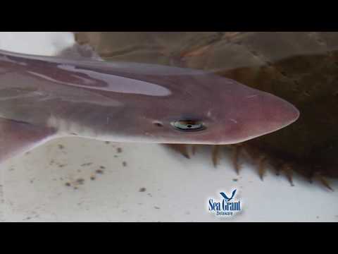 15 Second Science - Delaware Sharks