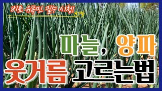 양파 마늘 1차 웃거름에 XX이 포함된 비료 선택하세요. 어렵지 않습니다 이것만 기억하세요 안 넣으면 수확량…