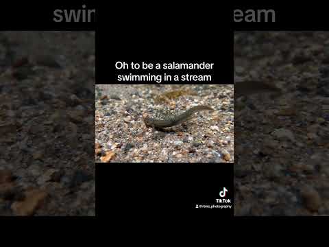 No school, no work. Just salamander. #mountains #nc #salamander #amphibians #herping #cuteanimals