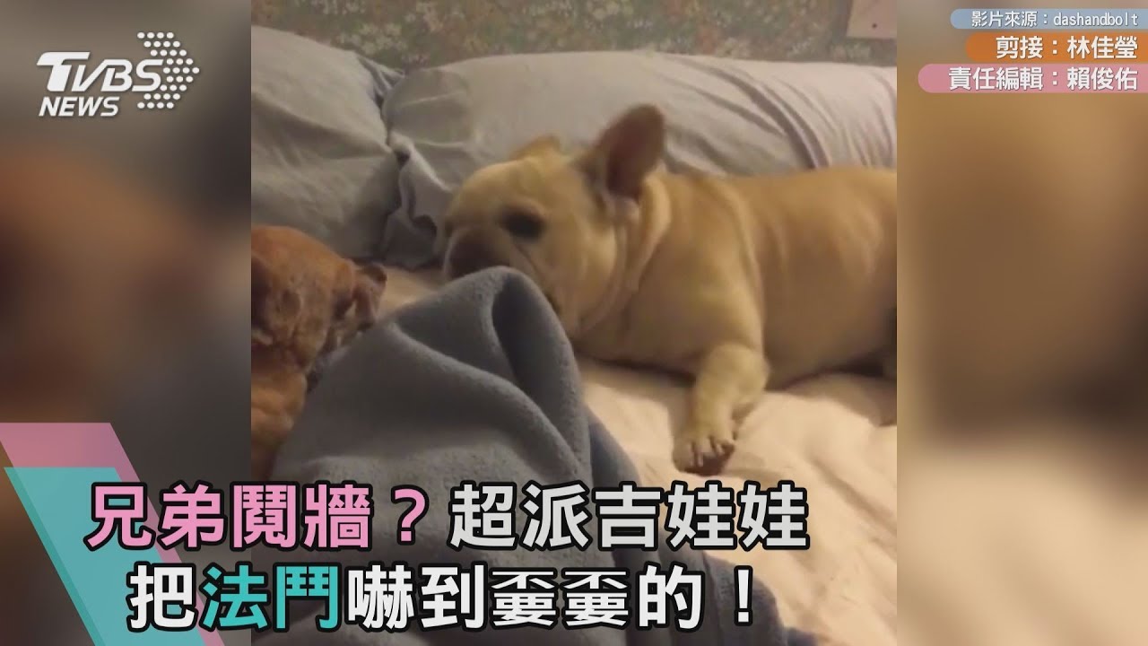 兄弟鬩牆?超派吉娃娃 把法鬥嚇到嫑嫑的!