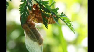 Bon Jovi   wildflower