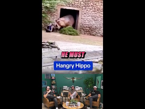 Hippo vs. Zookeeper! 🦛 #fyp #hippo #zoo