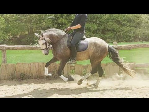 SOLD PRE HORSE FOR SALE EASY TO RIDE- 4yo-166cm- stallion.