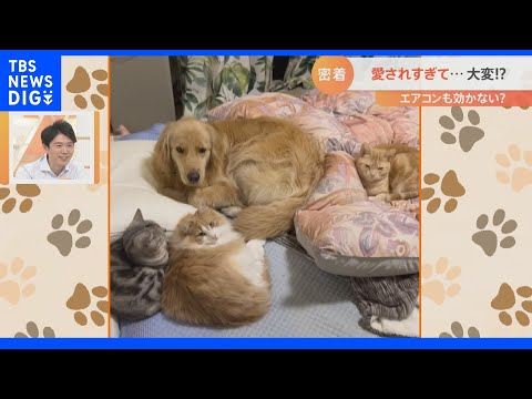 寝るときも離れたくない！飼い主が好きすぎてベッドを占領してしまう犬｜TBS NEWS DIG