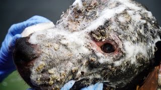 Amazing transformation of a dog abused, neglected and left to die