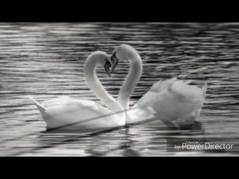 Petr Muk - Tančíš sama TEXT