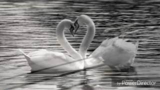 Petr Muk - Tančíš sama TEXT