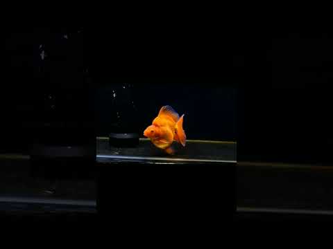RED RYUKIN BROADTAIL_goldfish #viralshorts #shorts