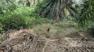 Download lagu kill ke17 si pikat asoka mp3 Download lagu kill ke17 si pikat asoka mp3