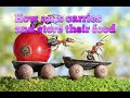 The Animal World Animals Activities How Ants Carries And Store Food
