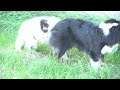 Australian Shepherd welpen kaufen