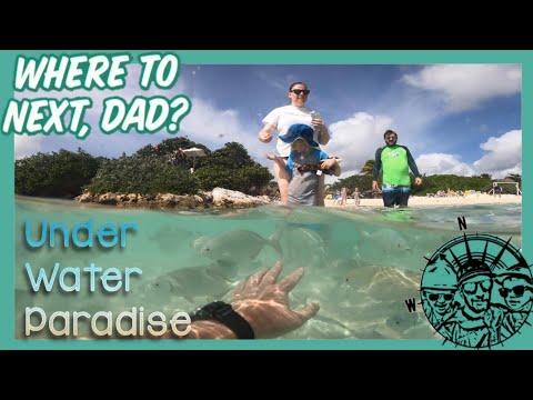 🧭 Underwater Paradise | Tropical Fish at the Beach of Grand Sirenis Riviera Maya Resort in Mexico