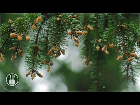 Нежный шум дождя без грома для сна и учебы - 3 часа релакса в лесу