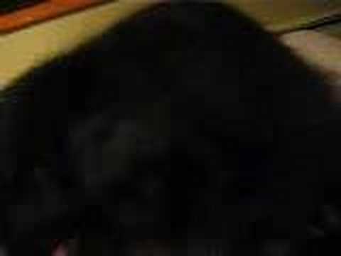 Me Bugging my Newfoundland