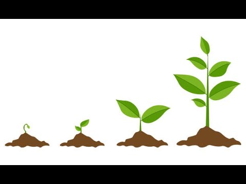 SONG - The Seed Song (EYFS, KS1)