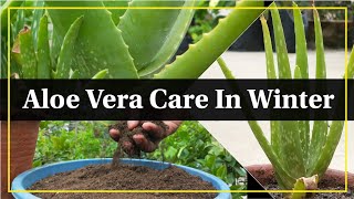 How to Take Care of Aloe Vera in Winter | Aloe Vera Care for Beginners