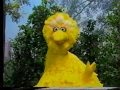 Sesame Street Big Bird Has Trouble Telling The Monkeys Apart
